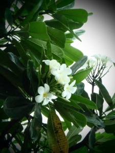 Plumaria