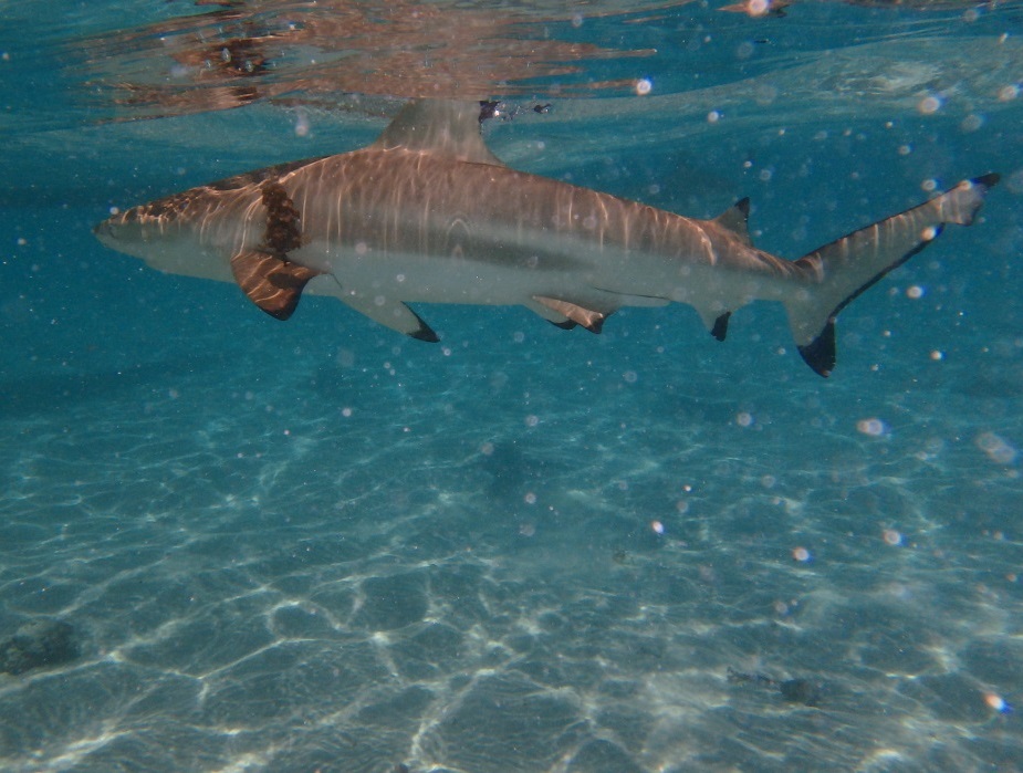 shark